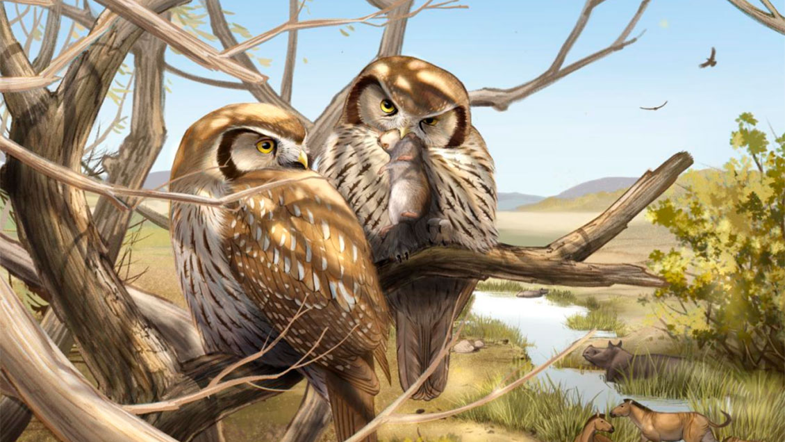 Descubren en China el fósil de un búho diurno que pone 