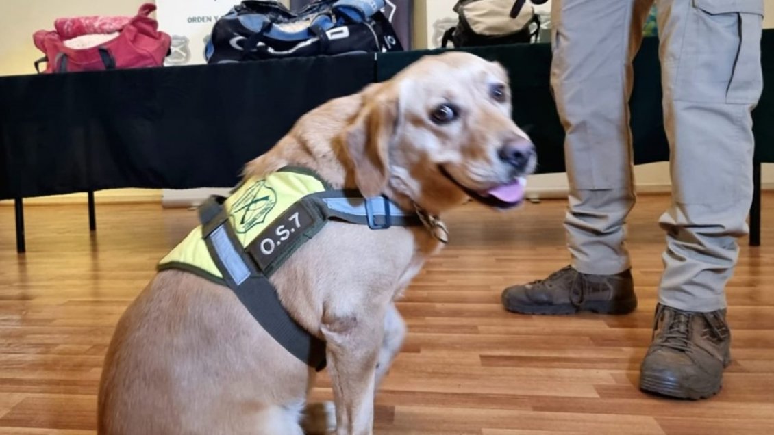 Procedimiento policial en Lautaro liderado por perro 