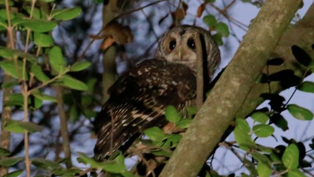 Liberaron ave rapaz nocturna hallada con diversas fracturas en O'Higgins