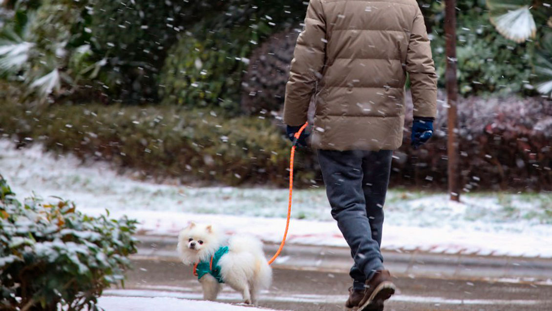 Metrópolis china inaugura centro de cuidado de mascotas para propietarios en cuarentena