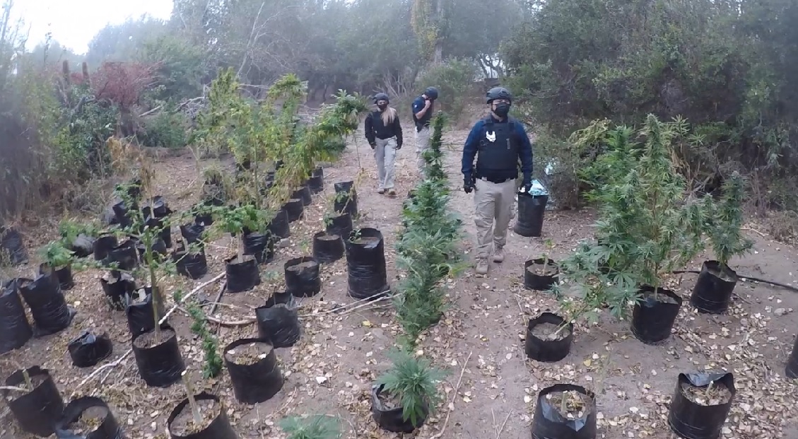 Miembros de banda dedicada al tráfico de marihuana fueron detenidos en Ovalle
