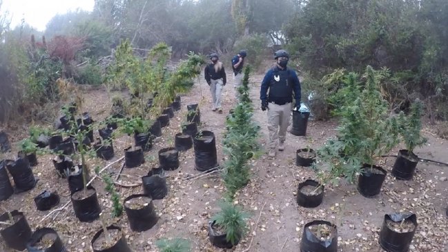 Miembros de banda dedicada al tráfico de marihuana fueron detenidos en Ovalle