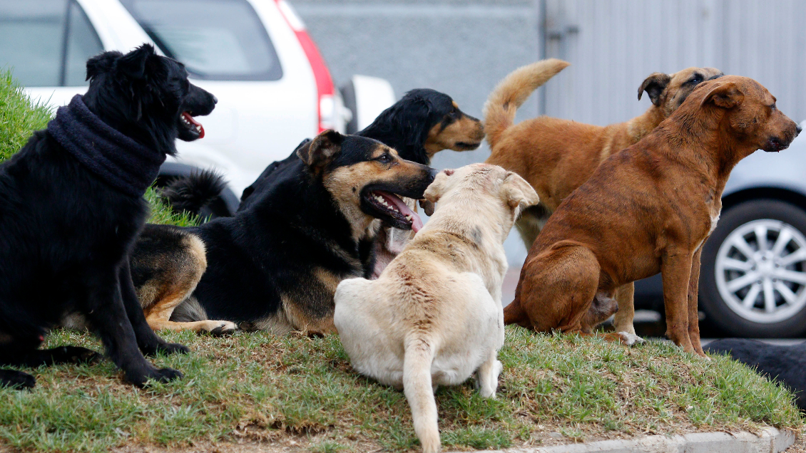 Municipio de Pedro Aguirre Cerda se querella por denuncias de faenamiento de perros y gatos