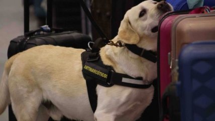   ¡Adiós Argón! Perrito de la PDI se retira tras 8 años de trabajo 