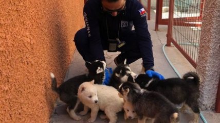 Personal de Aduanas rescató a 12 cachorros en Colchane  