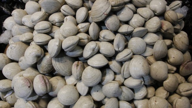 Autoridad marítima incautó 18 toneladas de almejas en Chiloé