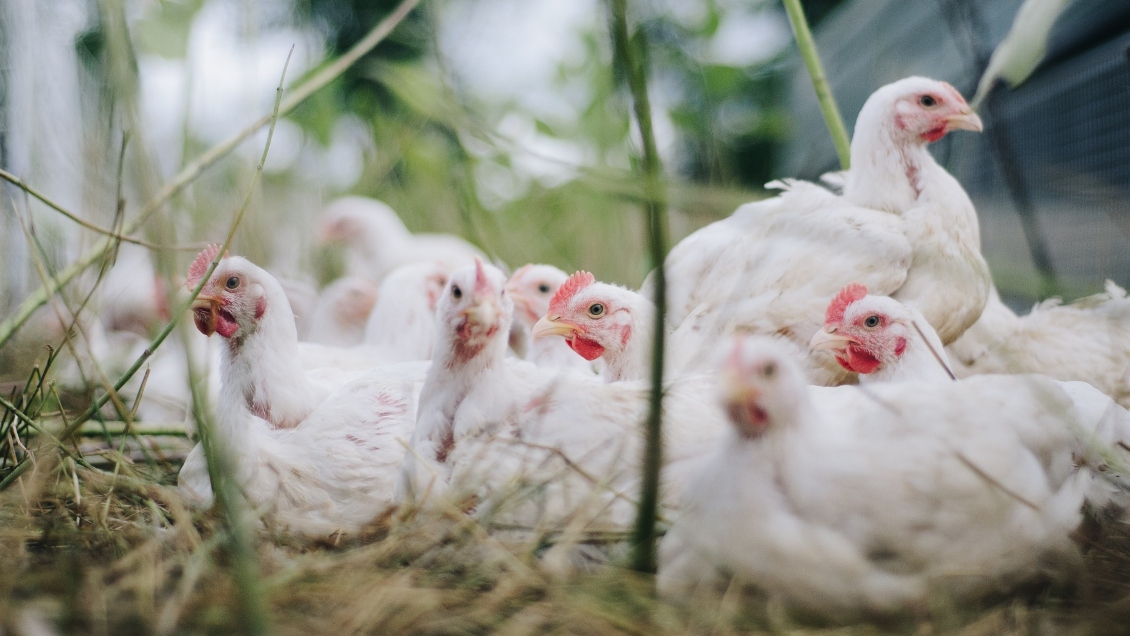 Caída de energía eléctrica provocó muerte de unos 30 mil pollos en Brasil