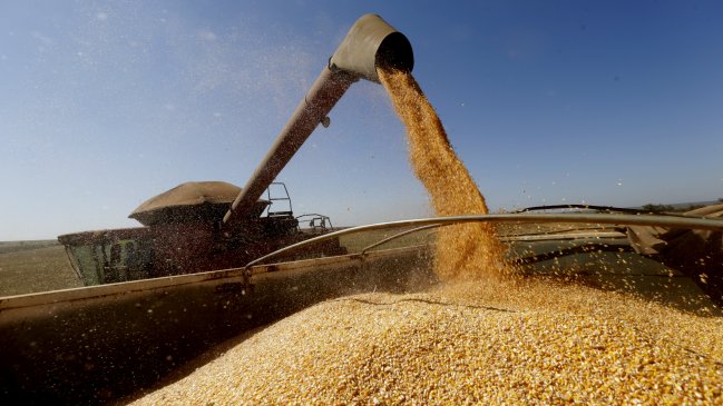   El precio del maíz alcanza su máximo en nueve años 