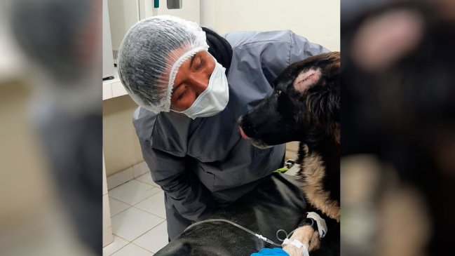 Se vistió de héroe: Perro salvó a su dueña de ser víctima de femicidio