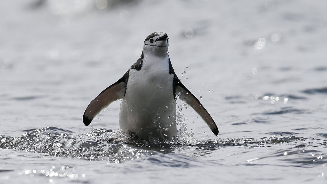 El hielo marino de la Antártica marca un récord de descenso histórico