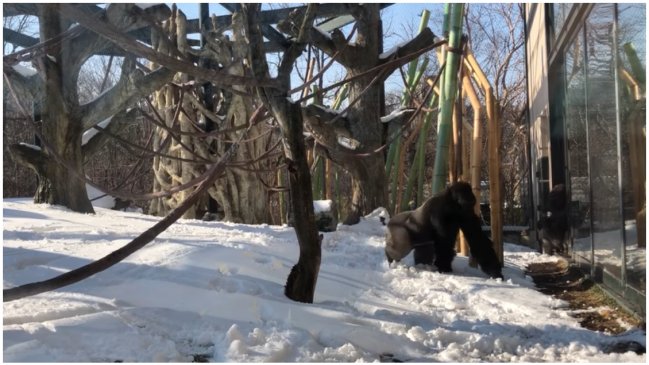 Gorila se volvió adicto a los celulares y zoológico tuvo que tomar medidas