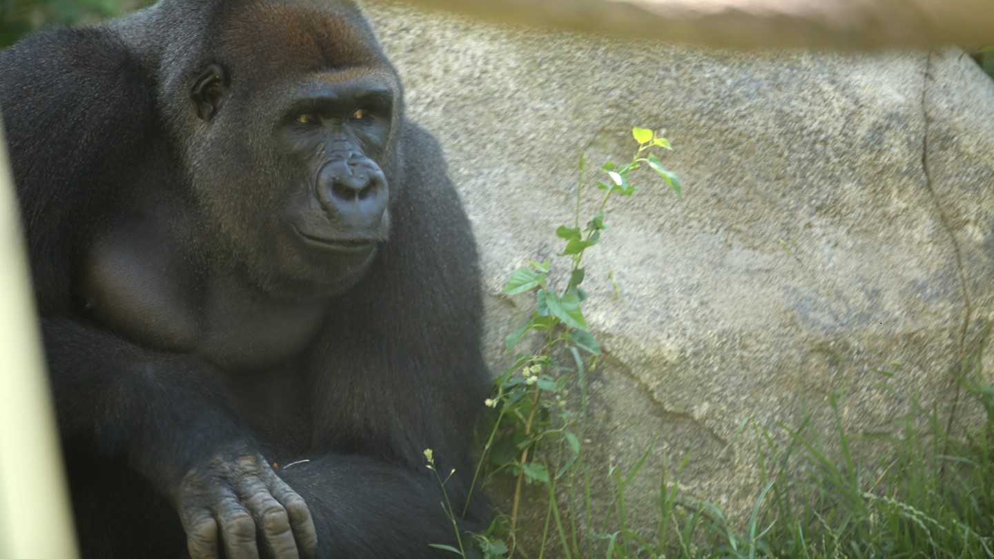 Imagen foto_00000011