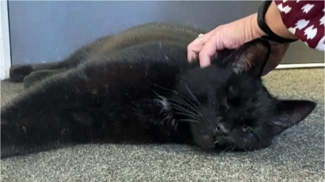   Estuvo cinco años perdido: Gato fue encontrado en una plataforma petrolera en medio del océano 