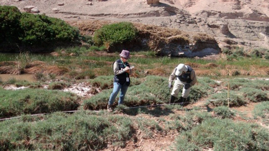 Superintendencia de Medio Ambiente inició proceso de sanción contra minera Lomas Bayas