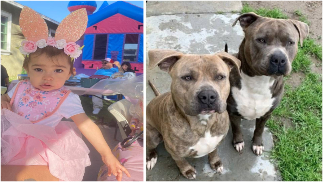 Mujer apuñaló a sus perros para defender a su hija de un año