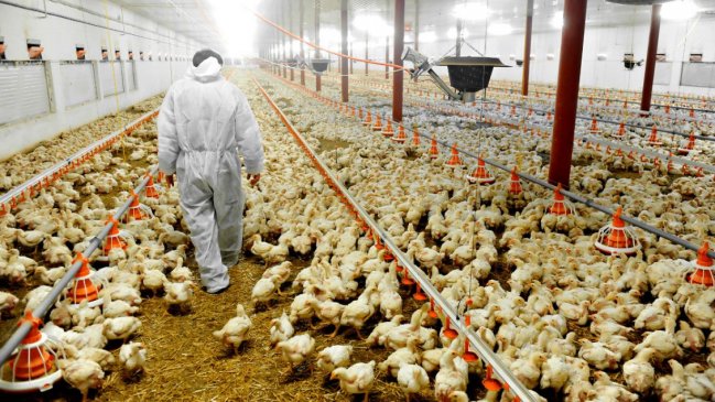  Detectan un caso de gripe aviar en un humano en Estados Unidos  