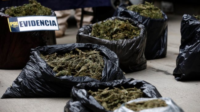 Cayó banda dedicada al cultivo y venta de marihuana en Los Vilos: Incautan lujosos autos y caballos de carreras