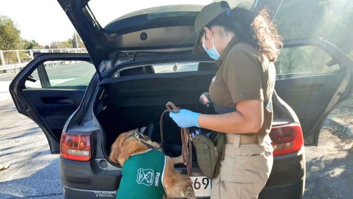 Perro policial colaboró en la incautación de 9.000 dosis de marihuana en control carretero