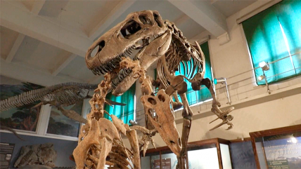   En Argentina, paleontólogos hallan restos del megaraptor más grande documentado 