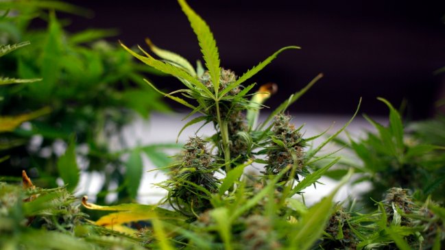  Argentina aprobó ley para promover el sector del cannabis medicinal  
