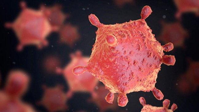   Aislan el virus pariente del Ébola encontrado en una cueva de España 