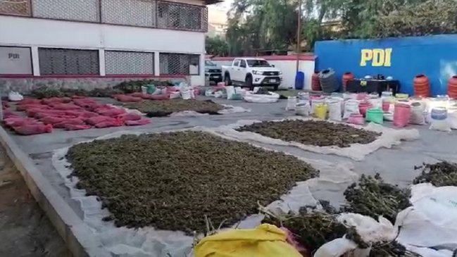 PDI decomisó dos millones de dosis de marihuana en la Región de Coquimbo
