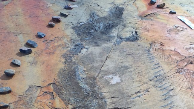   Investigadores excavaron al primer ictiosaurio completo desde un glaciar de la patagonia chilena 
