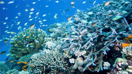   Arrecifes de coral australianos sufren las consecuencias del calentamiento global 