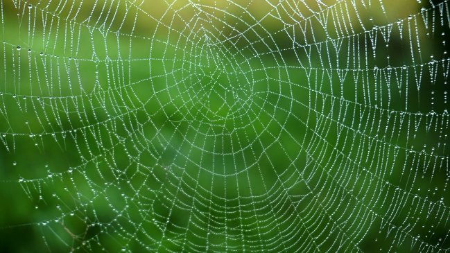   Científicos se inspiran en telas de araña para hacer frente a escasez de agua dulce 