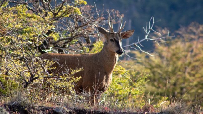 Operadores de turismo fueron capacitados sobre la conservación del huemul en Valle Las Trancas
