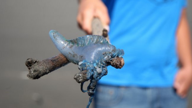 Seremi prohibió temporalmente el baño en playas de Viña del Mar por presencia de fragata portuguesa