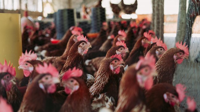 Científicos de Talca crean 