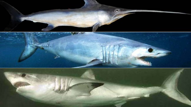   Investigación de la U. de Chile detectó presencia de carne de tiburón en el comercio de albacoras 