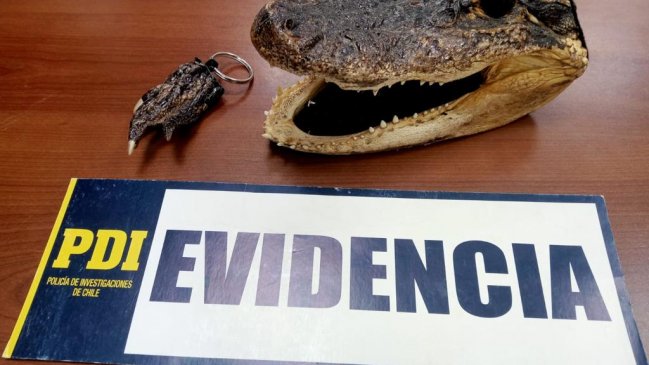 Incautan partes de lagartos que eran vendidas en feria comercial de Rancagua