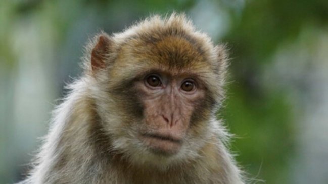  Madrid confirmó 30 casos de viruela del mono y 39 sospechosos  