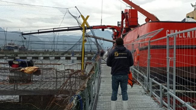 Evento de mortalidad masiva afectó a 300 mil salmones en centro de cultivo en Los Lagos