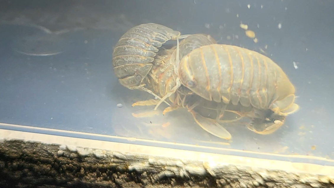 Científicos investigan potencialidad de que el 