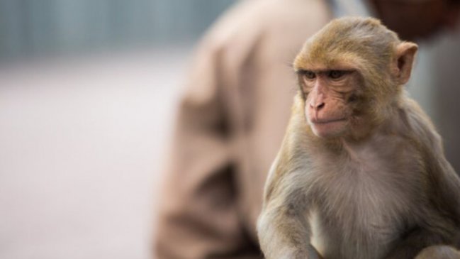  Reino Unido aumenta sus casos de viruela del mono  