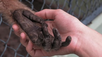   Autoridades de la Unión Europea en alerta por propagación de casos de la viruela del mono 