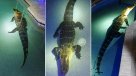 Enorme caimán se dio un chapuzón en piscina de una familia en Florida