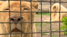 Zoológico de Odesa en Ucrania ayuda a animales afectados por la guerra