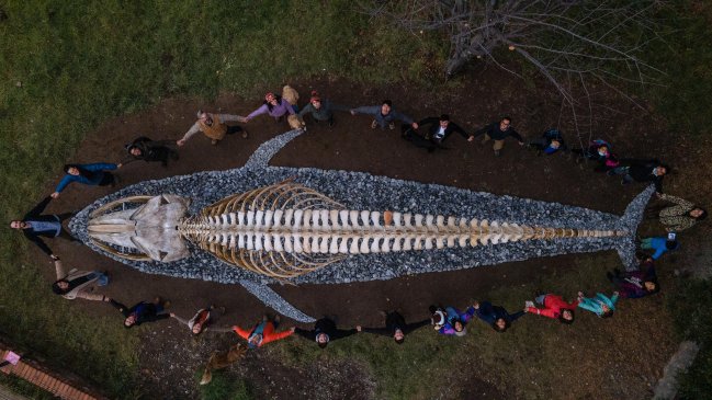   Esqueleto de ballena se expondrá de modo permanente en escuela rural de Aysén 