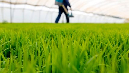   Científicos chinos descubren gen que hace al arroz más resistente a la sequía 