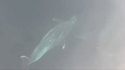   Manada de delfines se pasea por bahía de Mejillones 