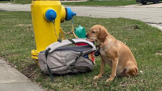 Perrita diabética fue abandonada junto a sus juguetes y una desgarradora nota