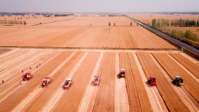 China cosecha más de la mitad del trigo invernal más rápido que el año pasado