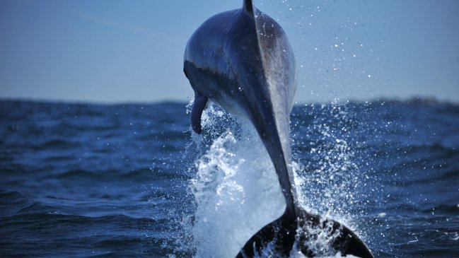 Greenpeace pide al Presidente Boric proteger el archipiélago de Humboldt de la minera Dominga