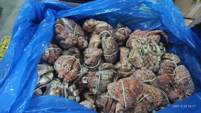 Empresa de Magallanes fue multada por almacenamiento ilegal de centollón y centolla