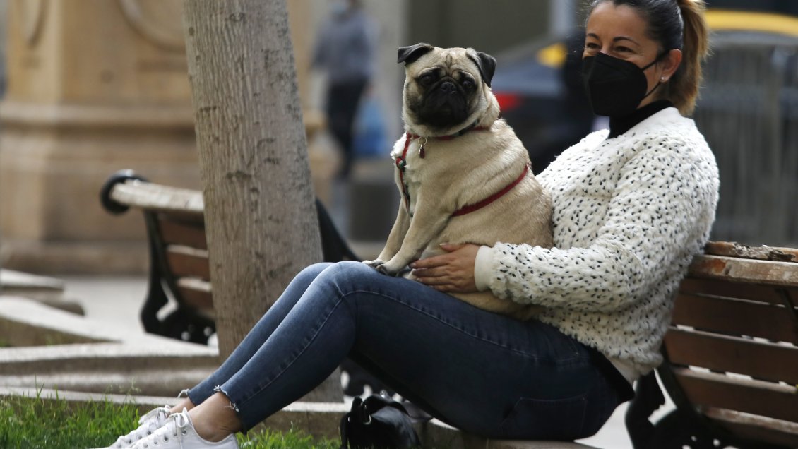 La genética da pistas de cómo el perro se convirtió en nuestro mejor amigo
