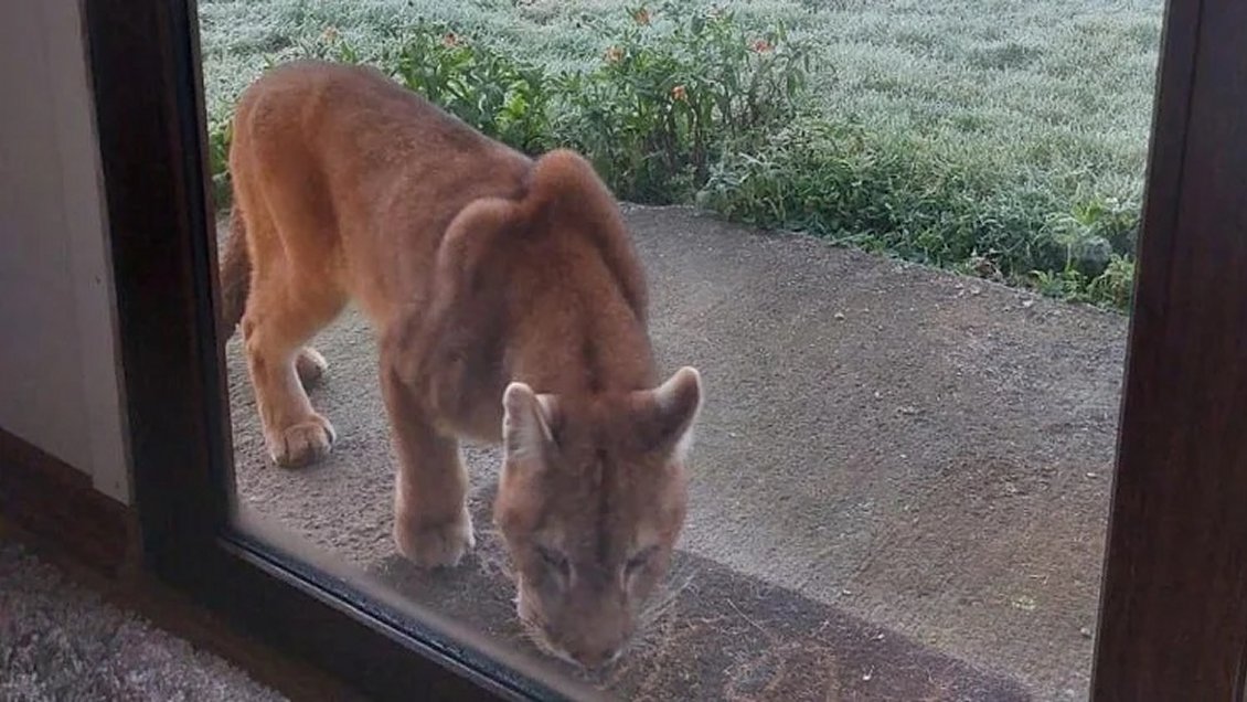 Puma se paseó por barrio residencial de Puerto Montt